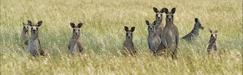 Woodlands Historic Park - South Australia Travel 0