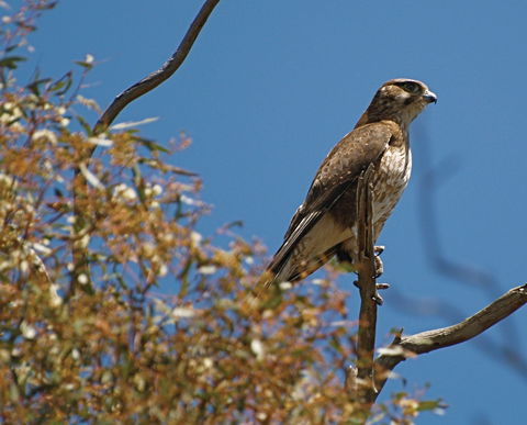 Woodlands Historic Park - South Australia Travel 1