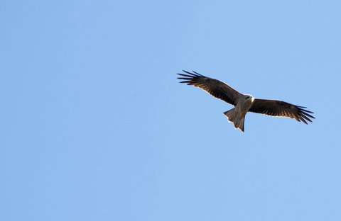 Yanga Lake Red Gum Bird Hide - South Australia Travel 0