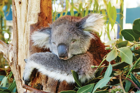 Animals And Family Fun - South Australia Travel 0