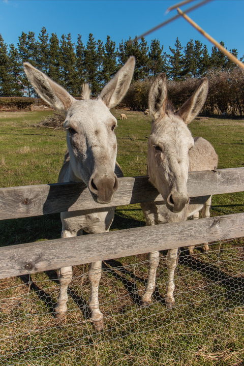 Brickendon Historic Farm And Convict Village - South Australia Travel 2