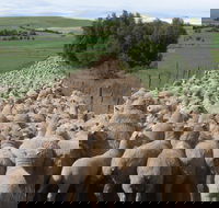 Curringa Farm - Accommodation and Farm Tours - South Australia Travel