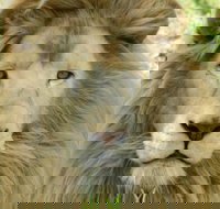 Darling Downs Zoo - South Australia Travel