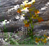 Dawn Atwell Nature Reserve - South Australia Travel