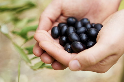 Eat, Pick, Grow Trail - Wanneroo And Chittering - South Australia Travel 0