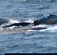 Gerringong Whale Watching Platform - South Australia Travel