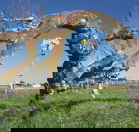 Greenough Leaning Trees - South Australia Travel