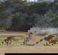 Great Nature Trail - South Australia Travel