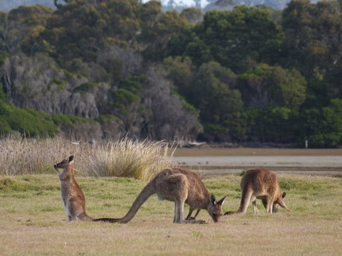 Great Nature Trail - South Australia Travel 0