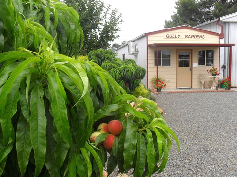 Gully Gardens - South Australia Travel 0