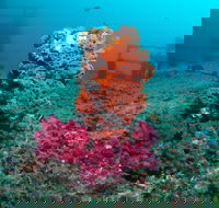HMAS Brisbane Dive Site - South Australia Travel