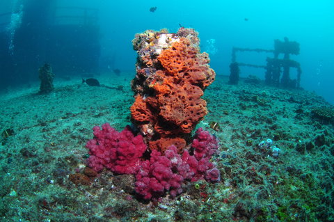 HMAS Brisbane Dive Site - South Australia Travel 0