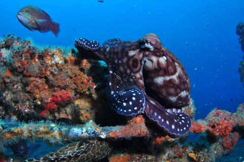 HMAS Brisbane Dive Site - South Australia Travel 2