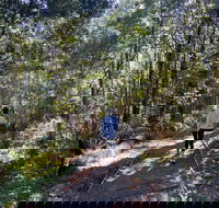 Lyrebird Circuit Walk - South Australia Travel