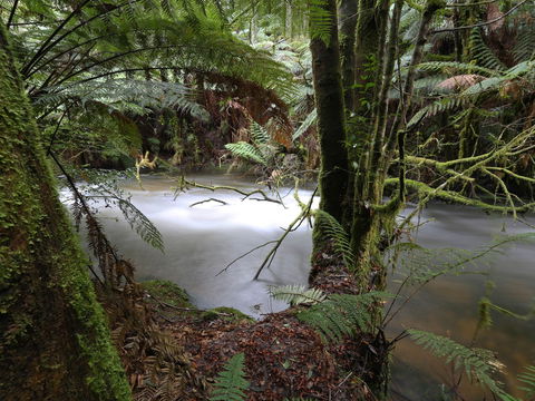 Marriotts Falls And Junee Caves - South Australia Travel 0