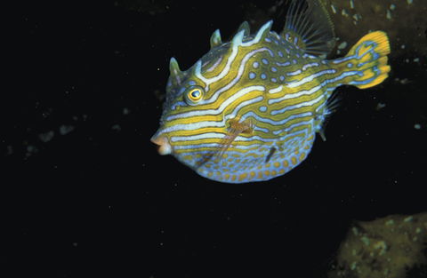 Mushroom Reef Marine Sanctuary - South Australia Travel 0