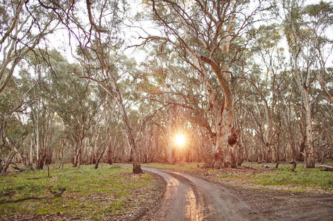 Nyah Vinifera Park - South Australia Travel 1