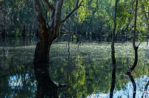 Nyah Vinifera Park - South Australia Travel 2