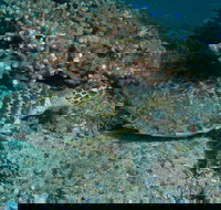 Round Bommie - South Australia Travel