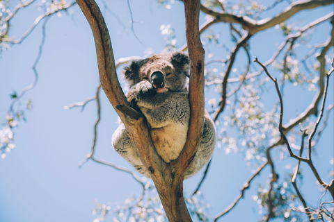 Samford Conservation Park And Bunyaville Conservation Park - South Australia Travel 2