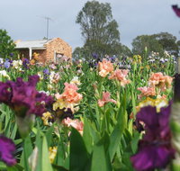 Smokin Heights Iris Display Garden - South Australia Travel