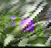 Swainsona Reserve - South Australia Travel