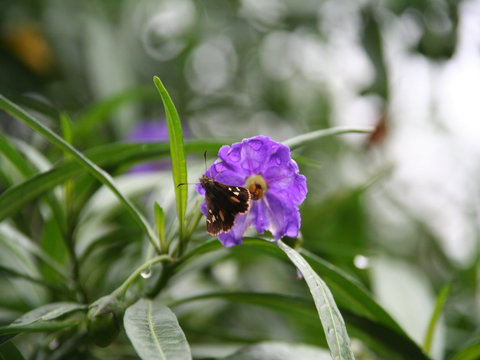 Swainsona Reserve - South Australia Travel 0