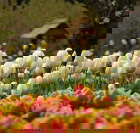 Tulip Top Gardens - South Australia Travel