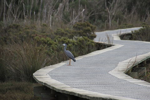 Warringine Park & Bittern Coastal Wetlands Boardwalk - South Australia Travel 1