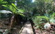 Wirrawilla Rainforest Walk - thumb 0