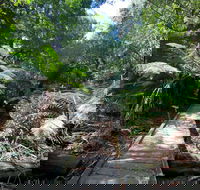 Wirrawilla Rainforest Walk - South Australia Travel