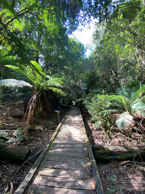 Wirrawilla Rainforest Walk - South Australia Travel 0