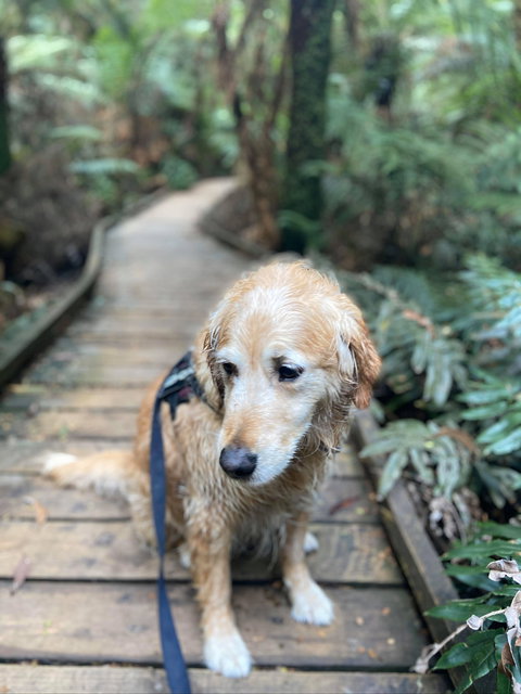 Wirrawilla Rainforest Walk - South Australia Travel 1