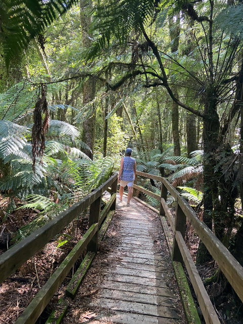 Wirrawilla Rainforest Walk - South Australia Travel 2