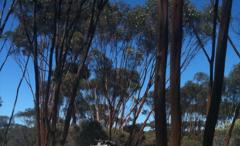 Boorabbin National Park - South Australia Travel 0