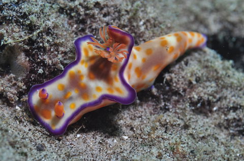 Curtin Artificial Reef Dive Site - South Australia Travel 0
