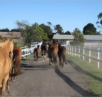 Darkes Forest Riding Ranch - South Australia Travel