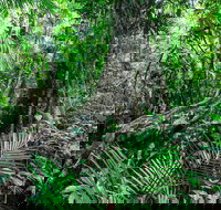 Djiru National Park - South Australia Travel