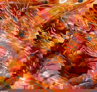 Fish and Fowl - South Australia Travel