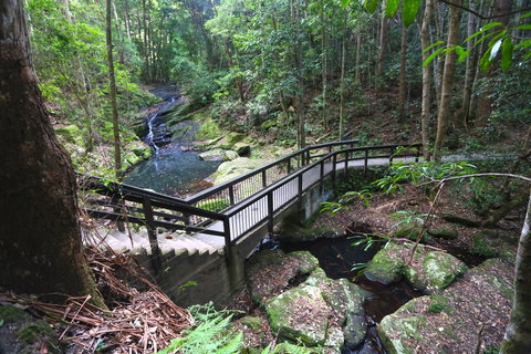 Kondalilla Falls Circuit, Kondalilla National Park - South Australia Travel 2