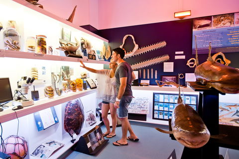 Marine Discovery Centre Hastings Point - South Australia Travel 1
