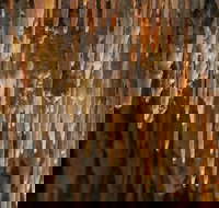 Mulwaree Cave - South Australia Travel