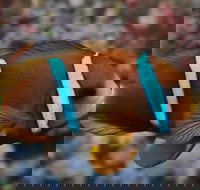 Nursery Reef - South Australia Travel