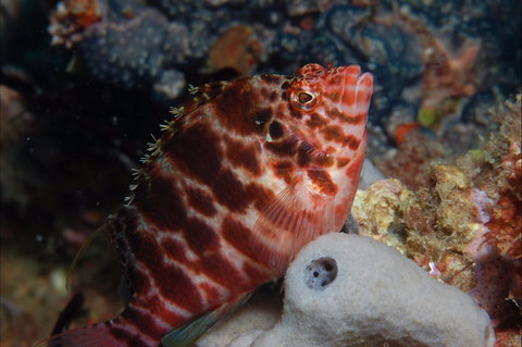 Nursery Reef - South Australia Travel 1