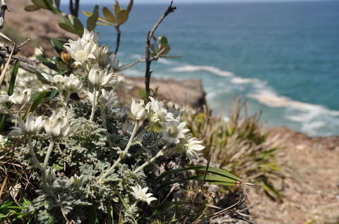 Perpendicular Point - South Australia Travel 1