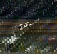 Seaham Swamp Nature Reserve - South Australia Travel