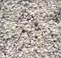 Shell Beach - South Australia Travel