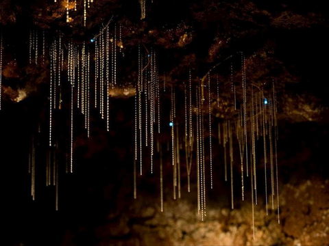 Tamborine Mountain Glow Worm Tours - South Australia Travel 0