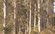 The Great Forest Trees Drive - thumb 0