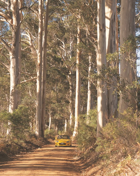 The Great Forest Trees Drive - South Australia Travel 0
